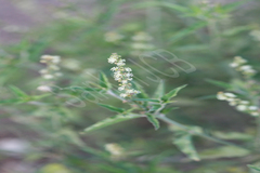 Croton bonplandianus
